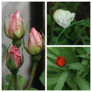 buds collection 2