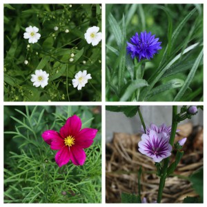 flower collection