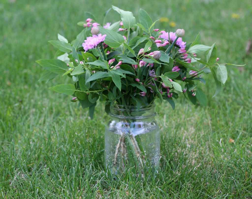 scabiosa with honeysuckle