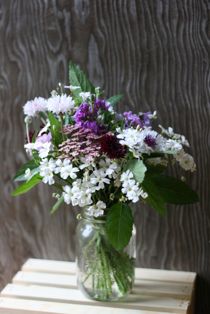 purple white 2 md