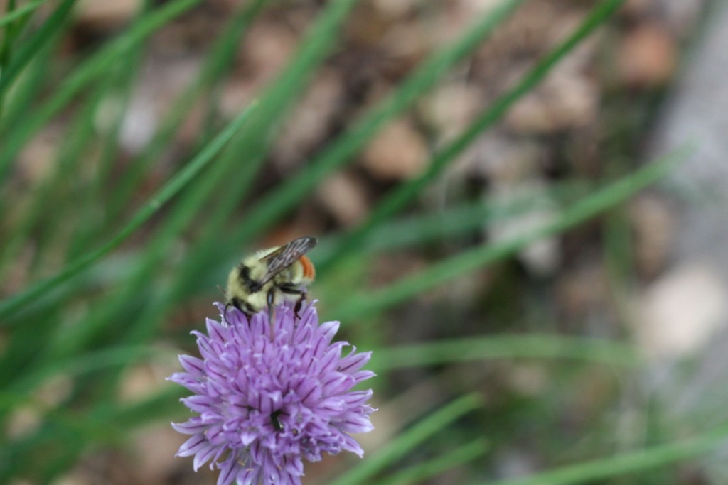 bee pic