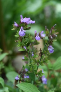 sage flowers