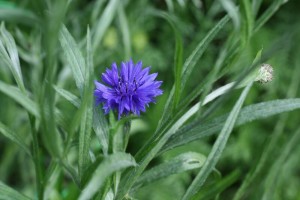 bb%20blue%201