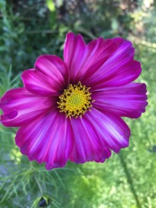 cosmo%20pink%20fading