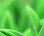 cropped-grass.jpg