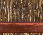 cropped-header-ptf1.jpg