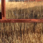 cropped-header-ptf4.jpg