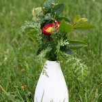 bellis with greenery