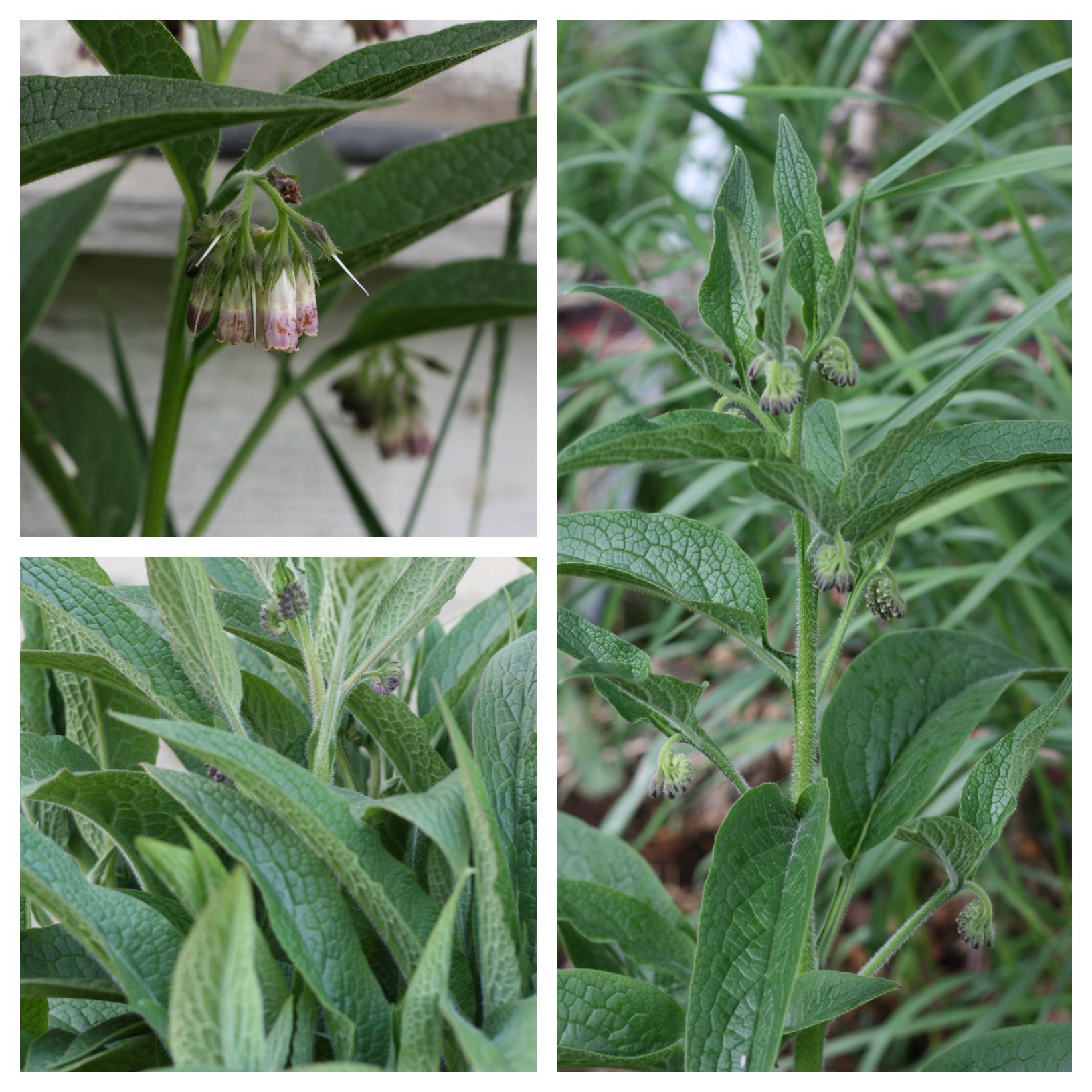 Comfrey | Prairie Tough Farms