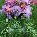 purple pink 1