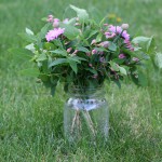 scabiosa with honeysuckle