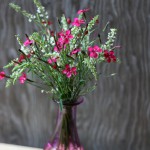 maiden pinks