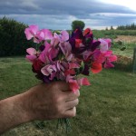 sweet peas