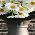cropped-daisies-e1546872152568-2.jpg