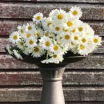 daisies